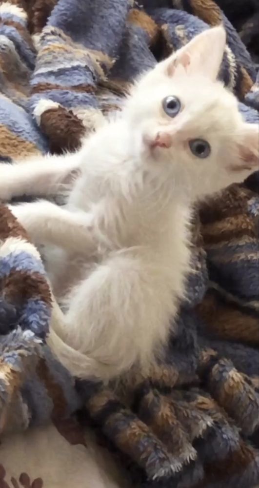 Котенок 2 месяца девочка