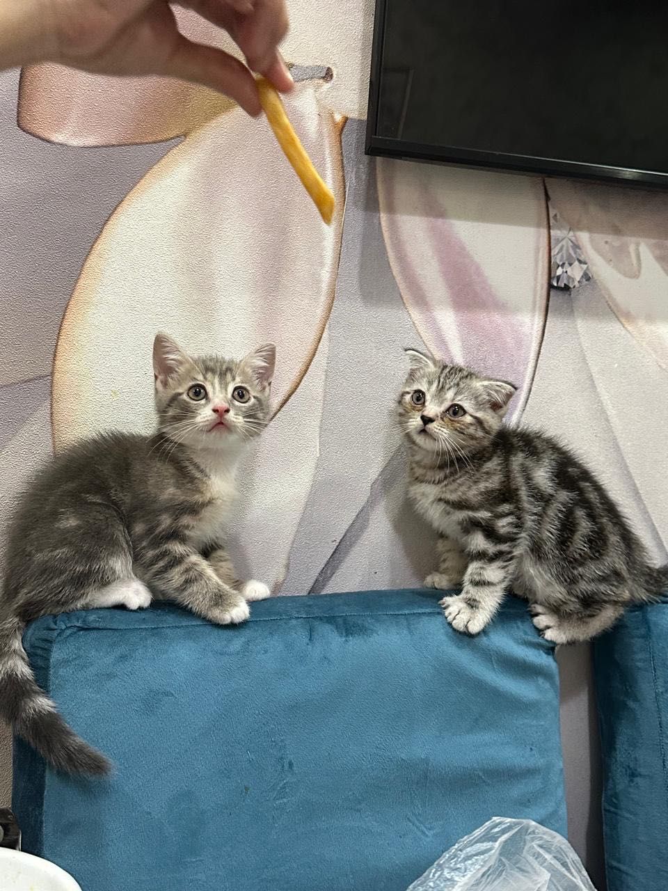 Котята шотландские
