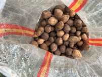 Продам семена картофеля