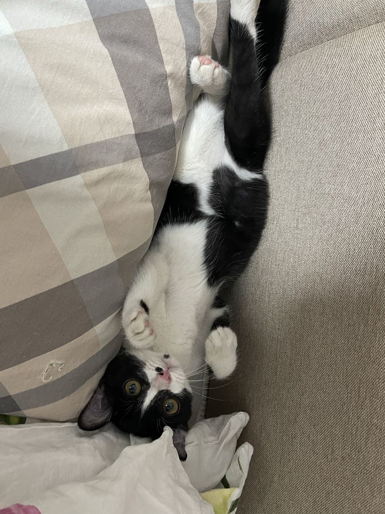 Мальчик котенок ищет семью