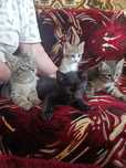 Котята домашние мышеловки