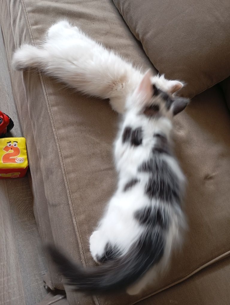 Отдам котят бесплатно