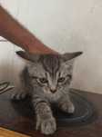 Породистые котята бесплатно