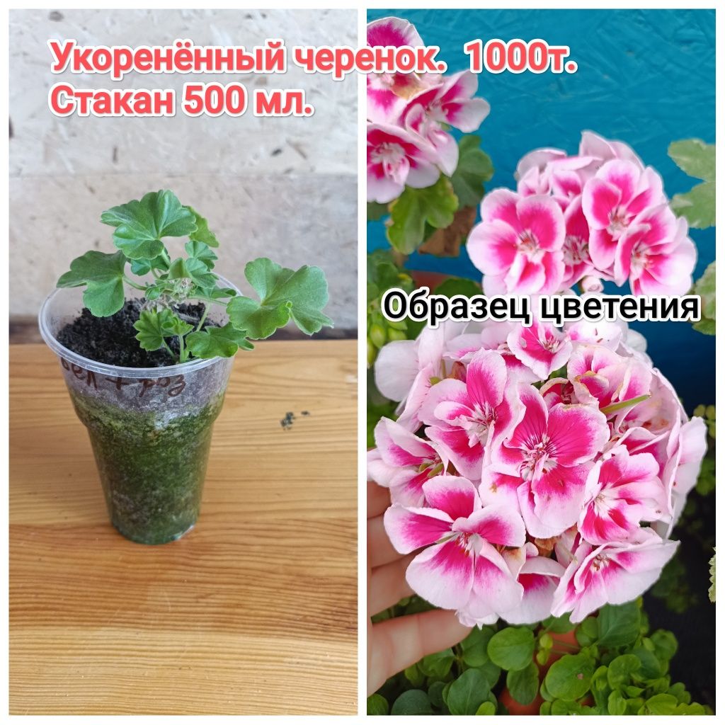 Пеларгонии, королевская герань