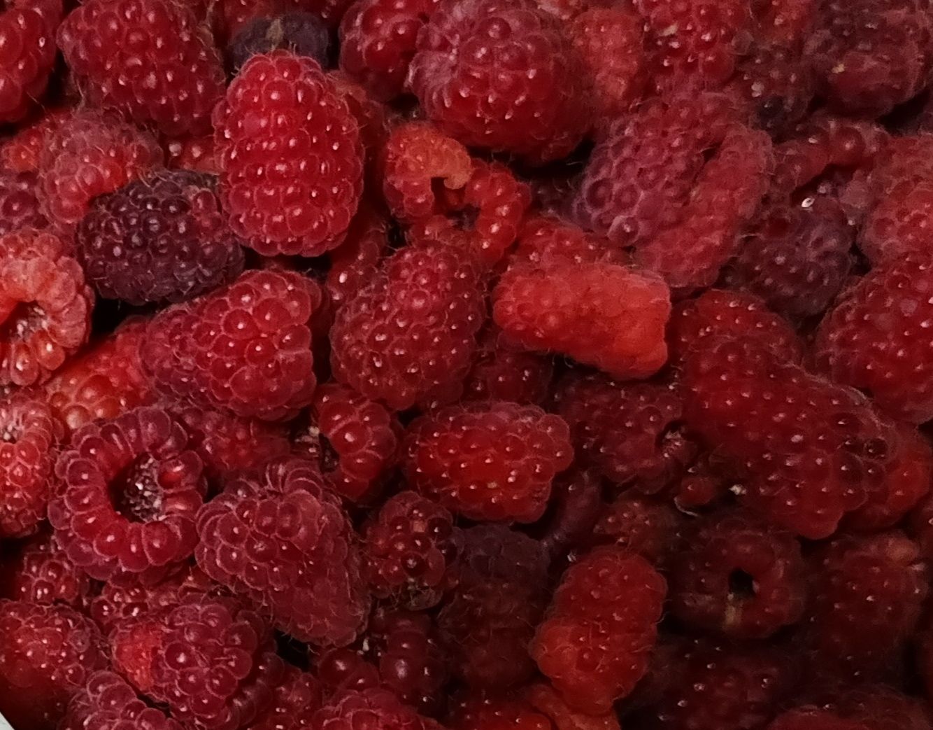 Малина дачная крупная