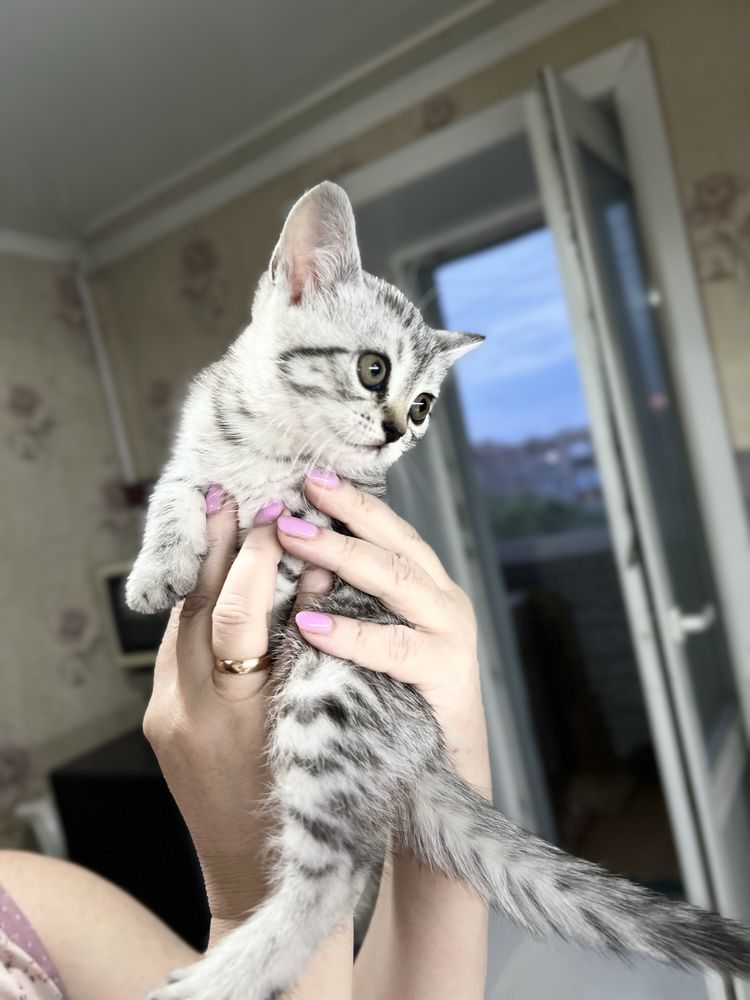 Отдам котят британцев