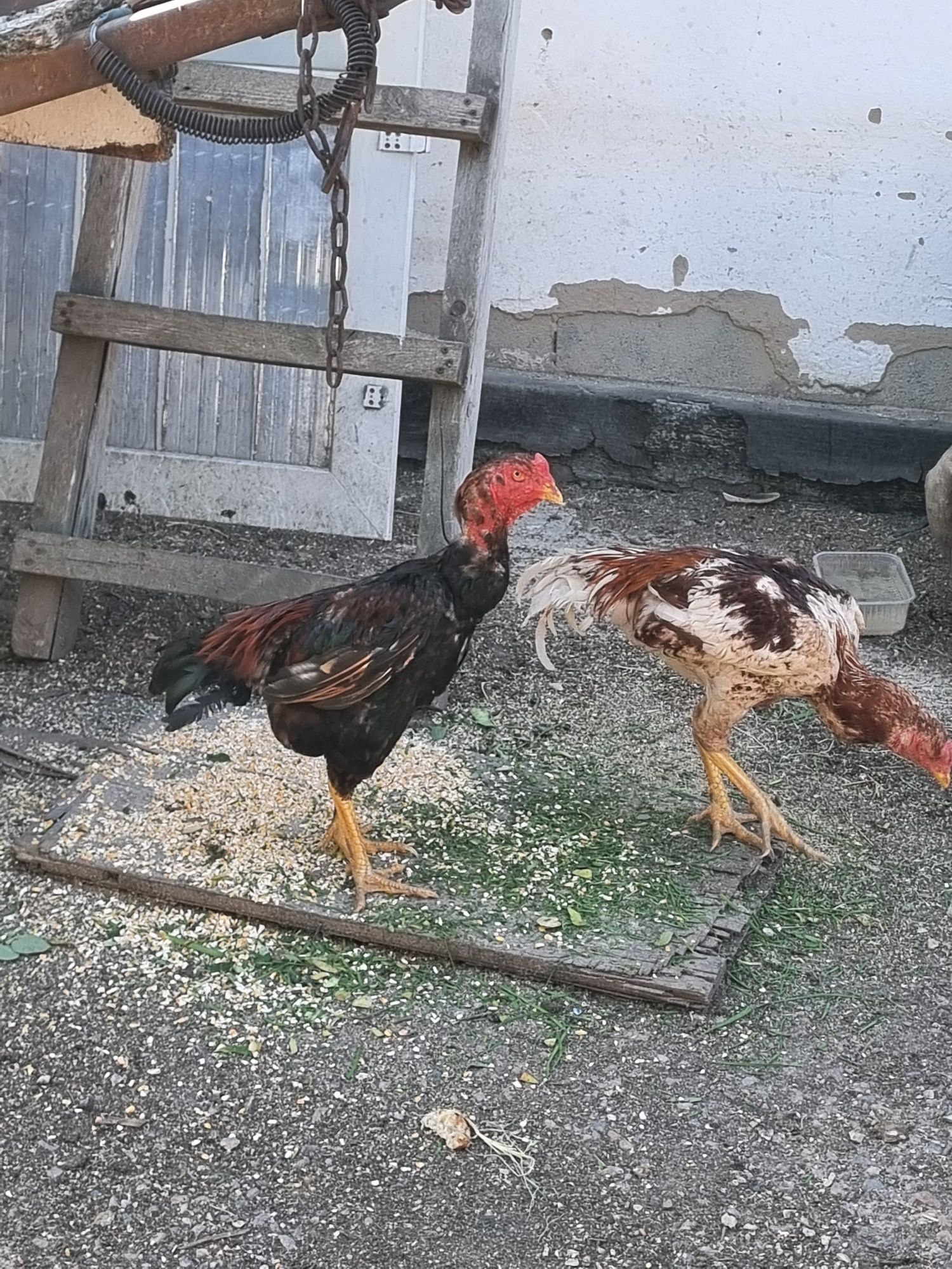 Продам 2 -ва Дакан Джужика!!!