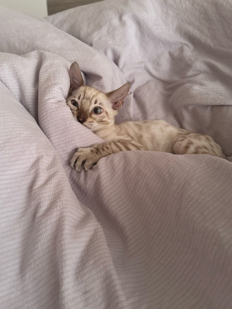 Бенгальские котята