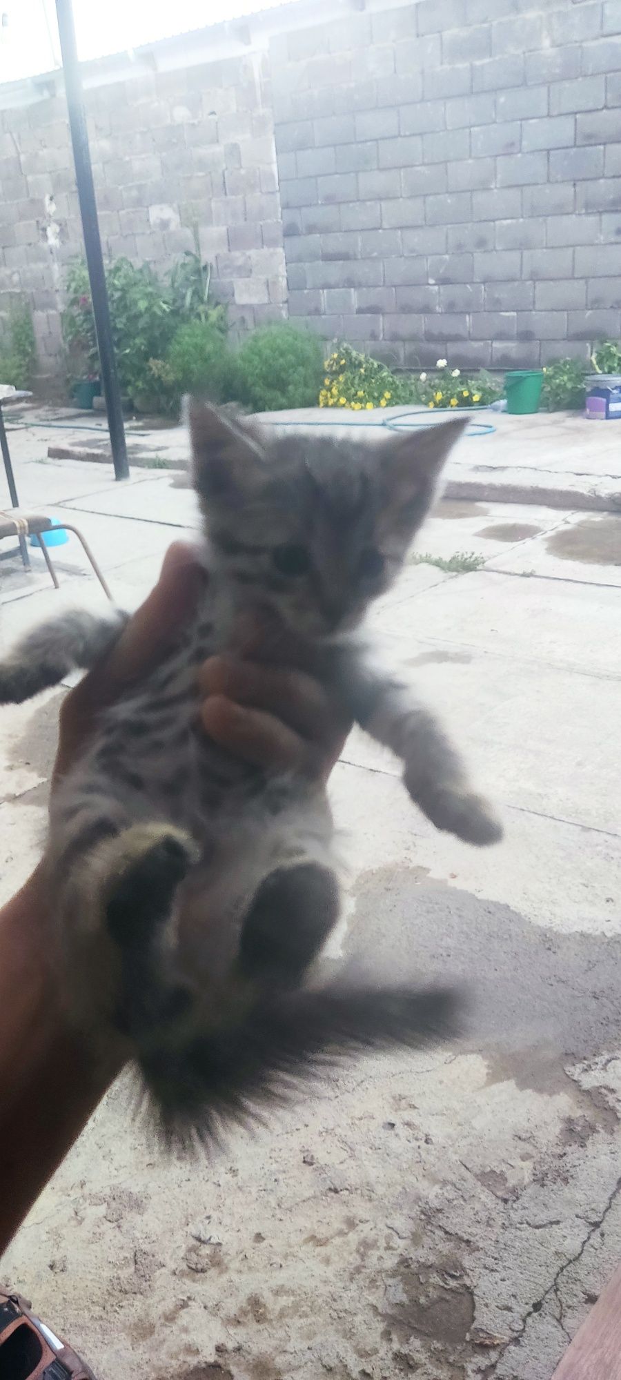 Отдам хороших котят