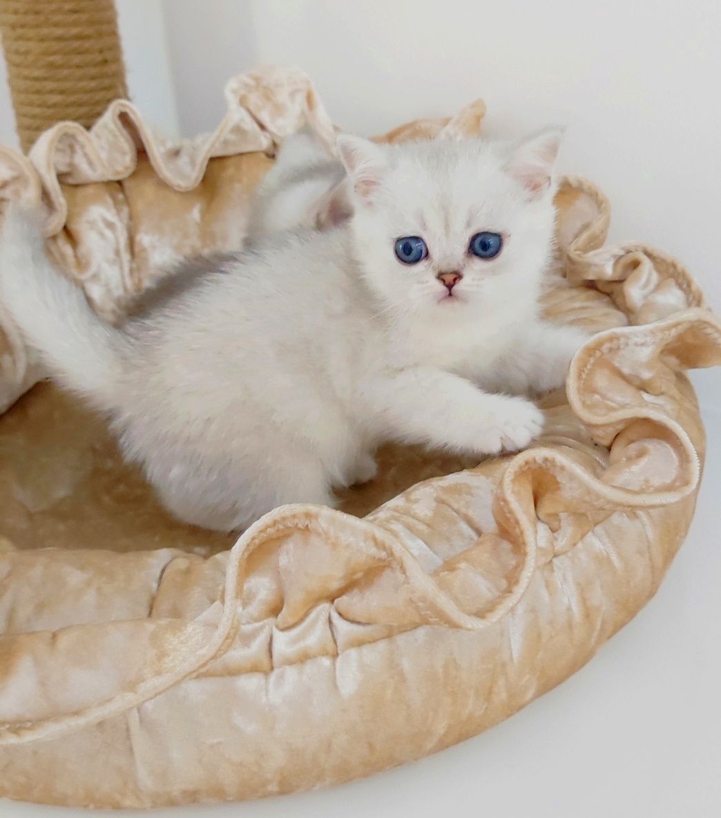 Кошечки  и котики британские