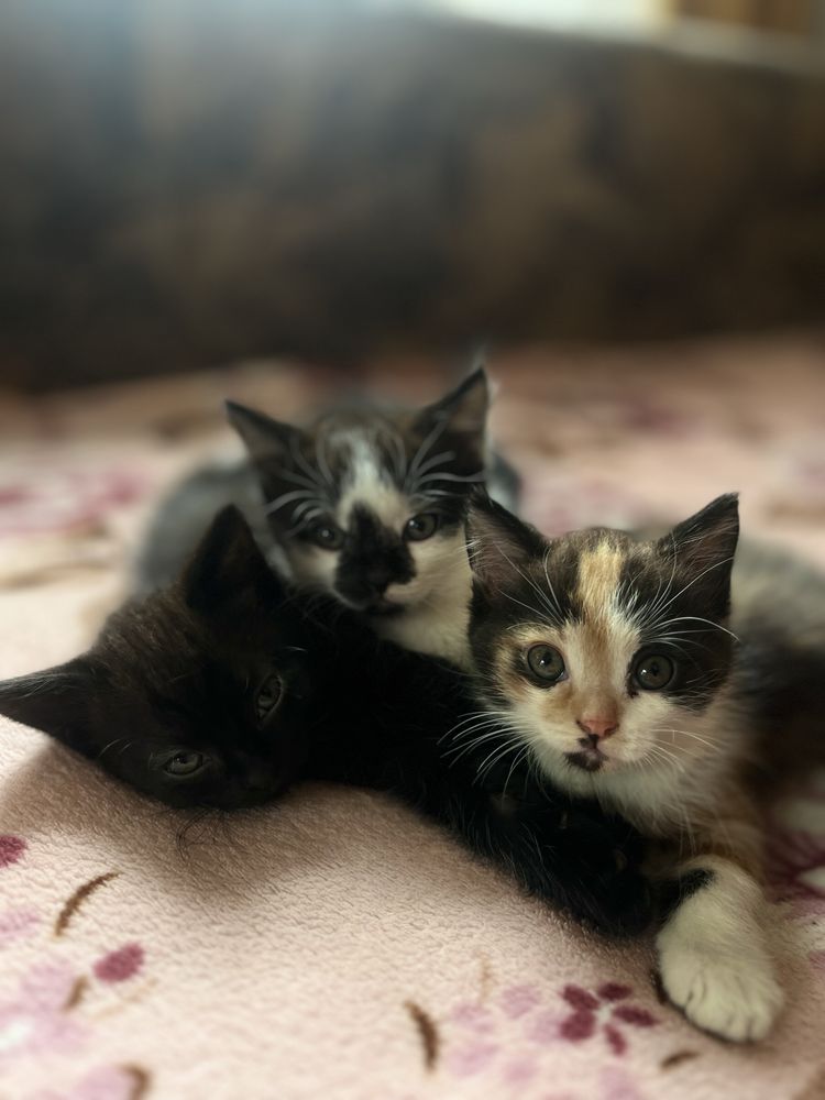 Отдам котят от мамы британки