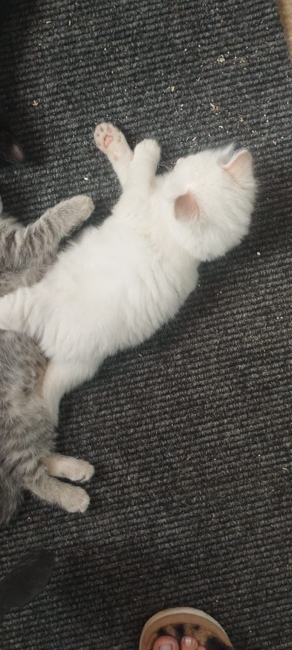 Отдам котят в добрые руки!!!