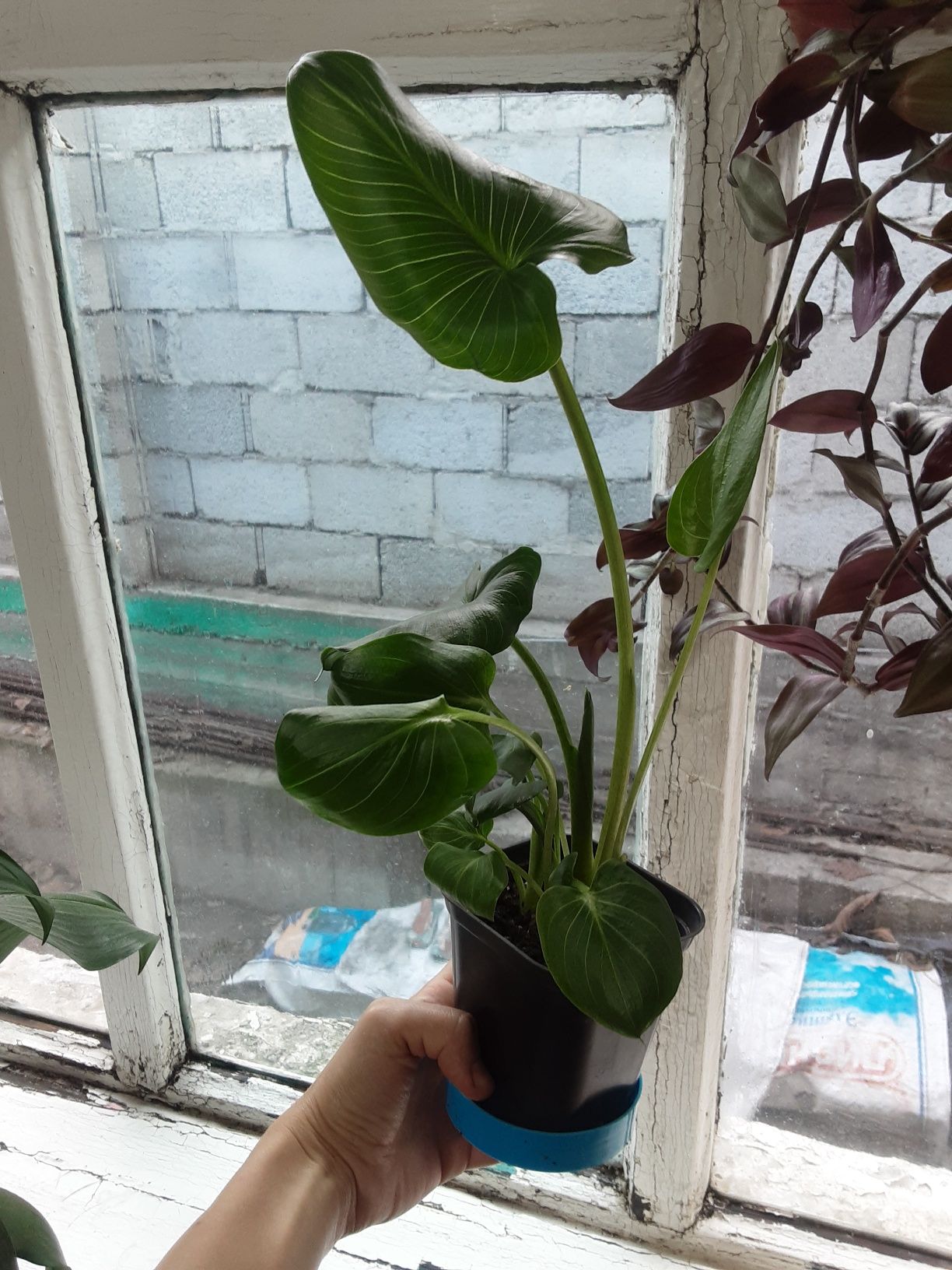 Белые эфиопские каллы