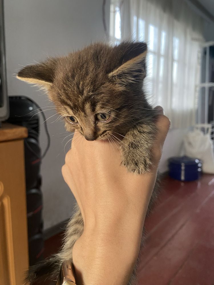 Отдам котят в хорошие руки