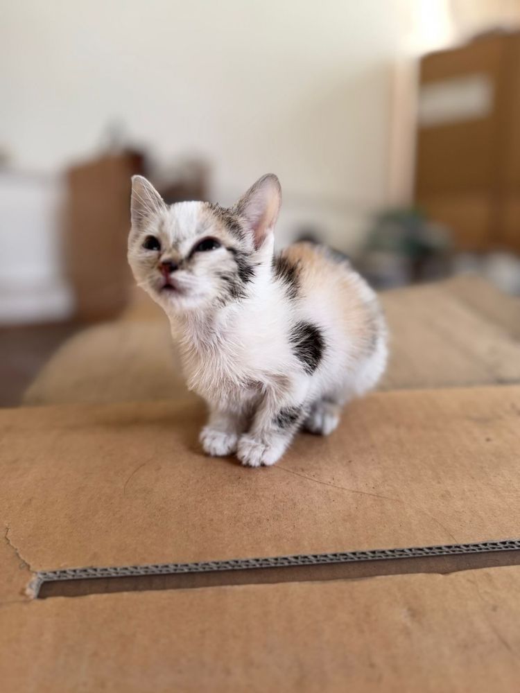 Отдам котят в отвественные и добрые руки!