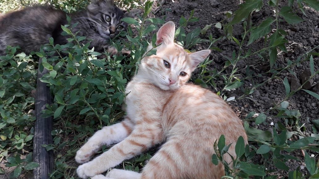 Котята крысыловы