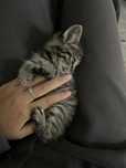 Кот бесплатно