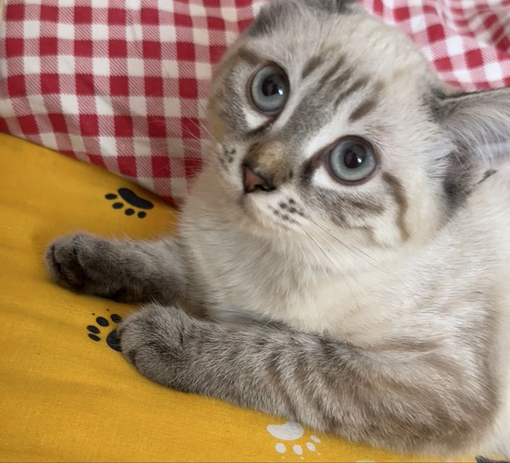 Отдам котенка в добрые и хорошие руки !