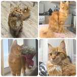 Мэйн кун кошечка