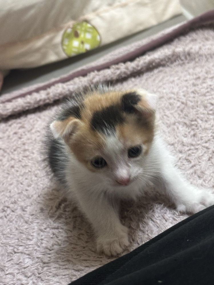 Котята вислоухие