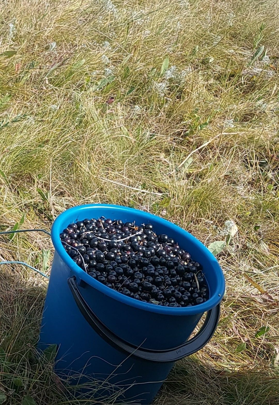 Смородина каракат