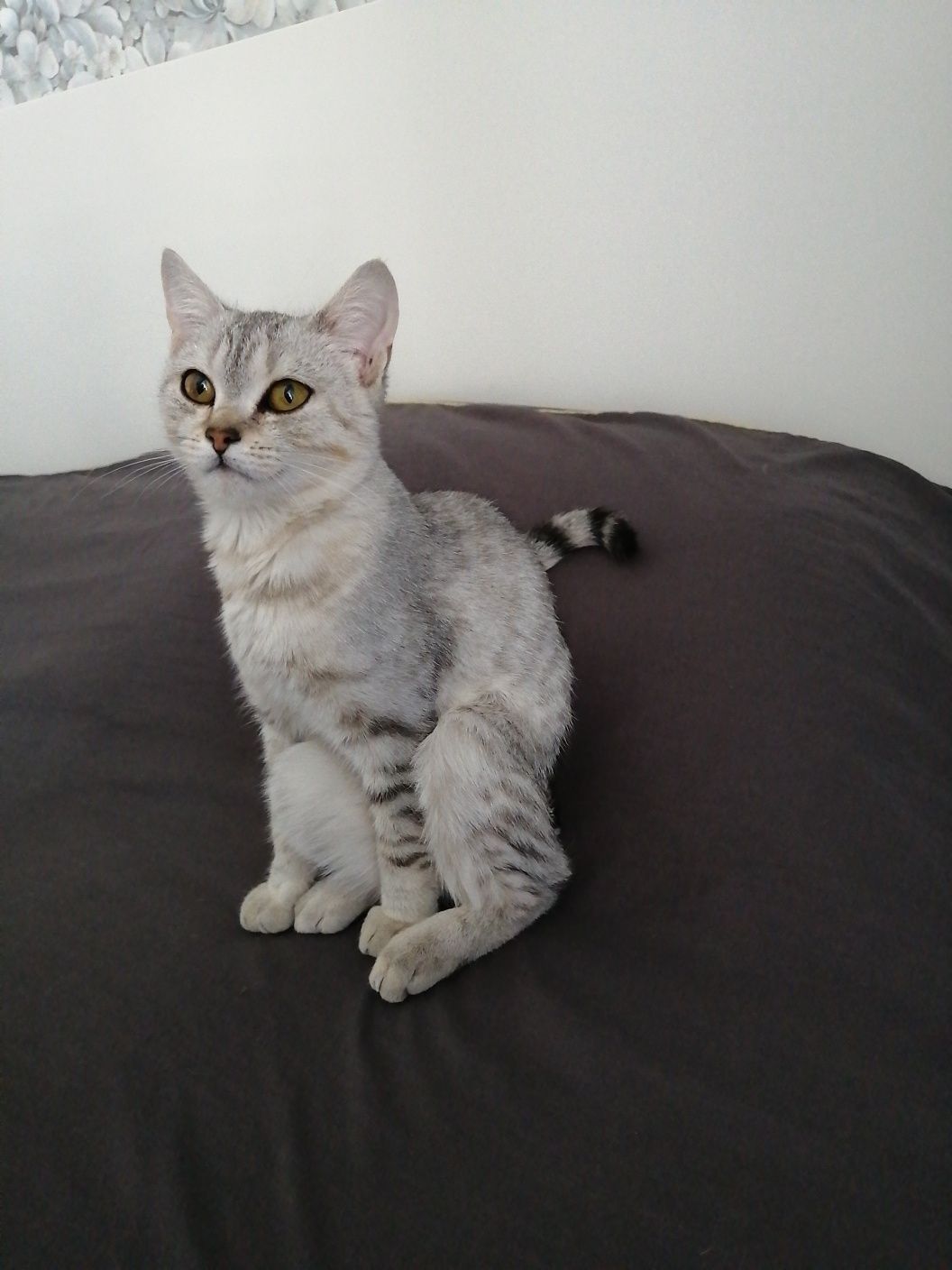 Отдам в добрые руки котёнка девочку