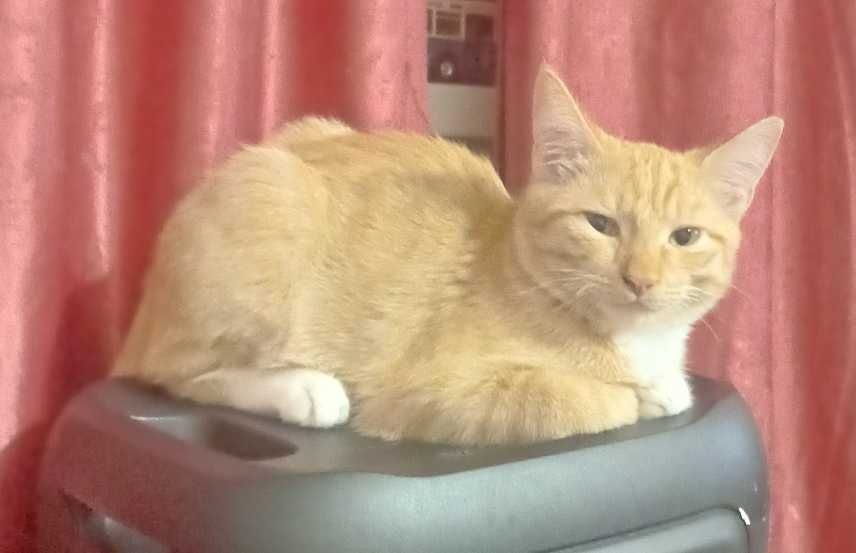 Котенок Рыжик ищет свой дом
