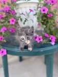 Котенок ищет себе семью