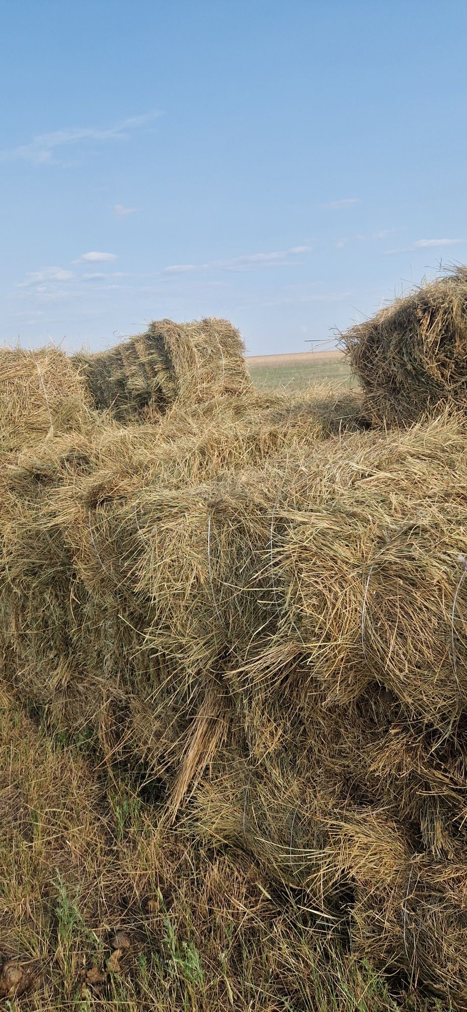 Сено тюкованное продам. Житняк