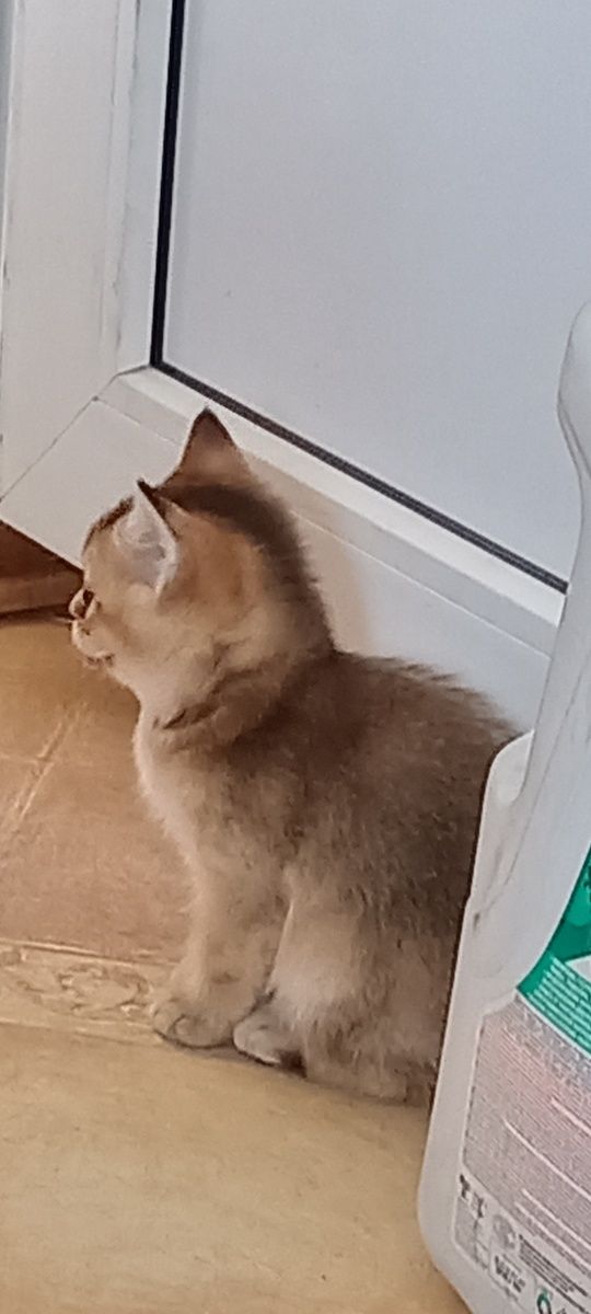 Британский котик