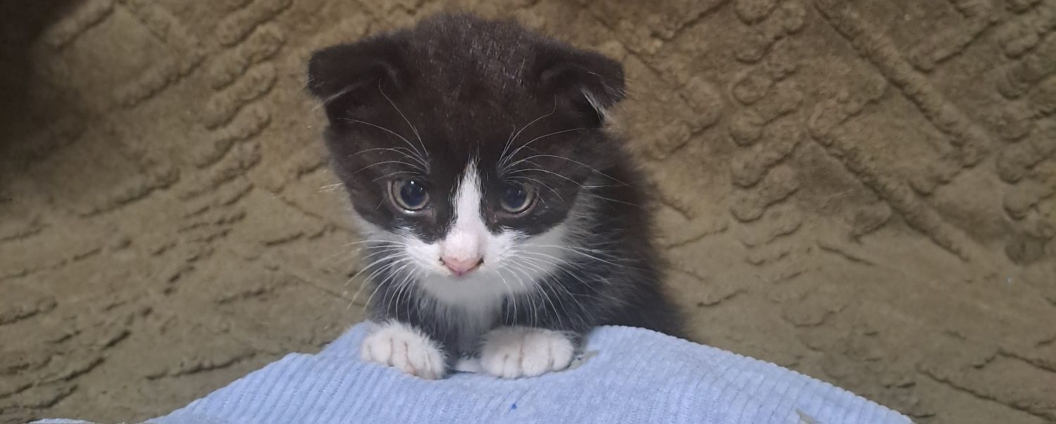 Отдам  котят вислоухие