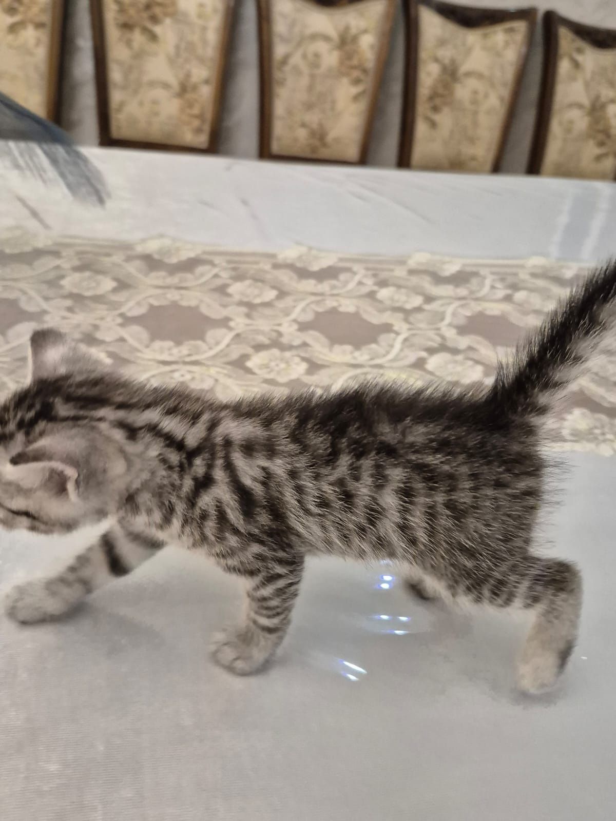Котенок маленький милый
