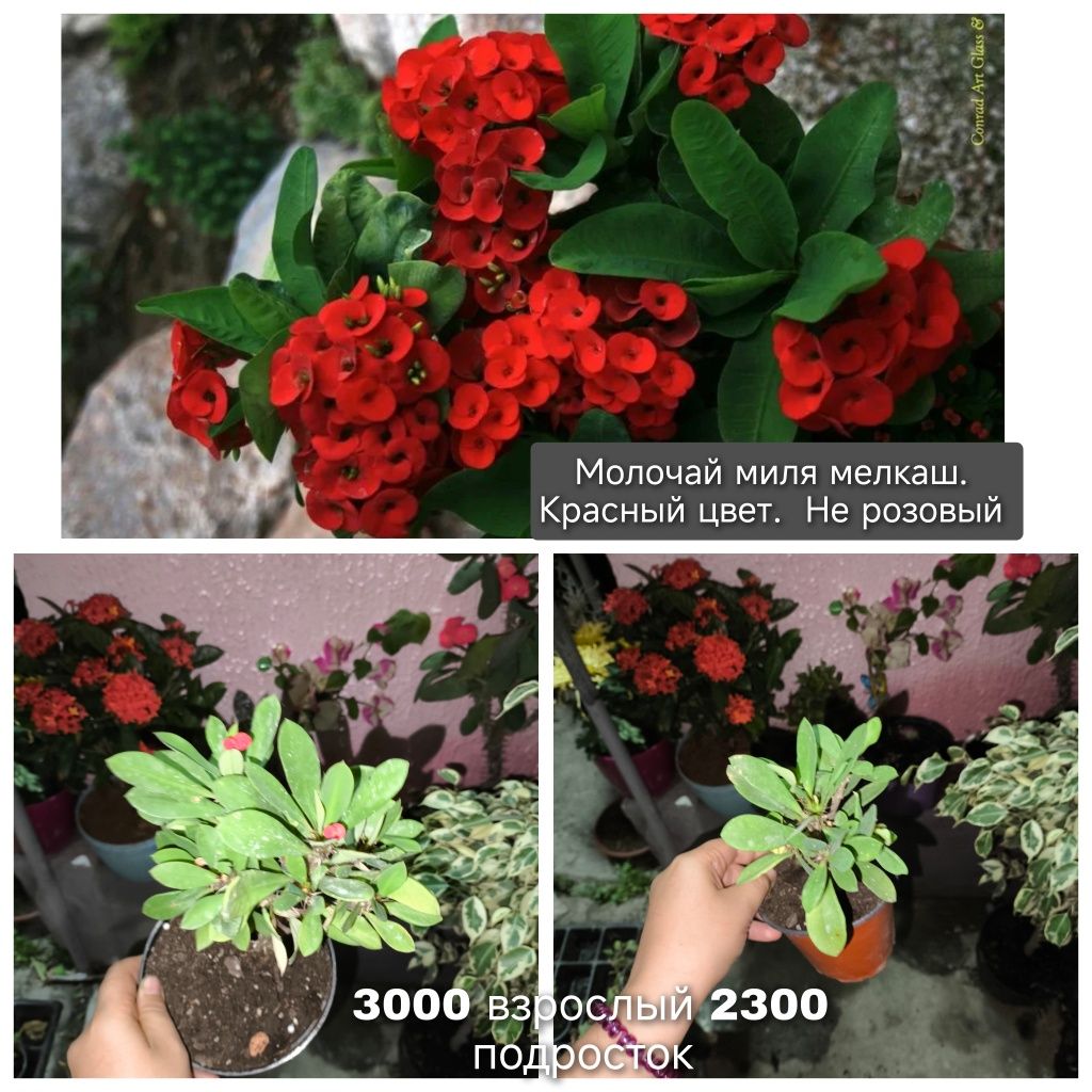 Комнатные растения в ассортименте