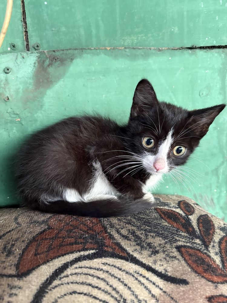 Котята очень красивые