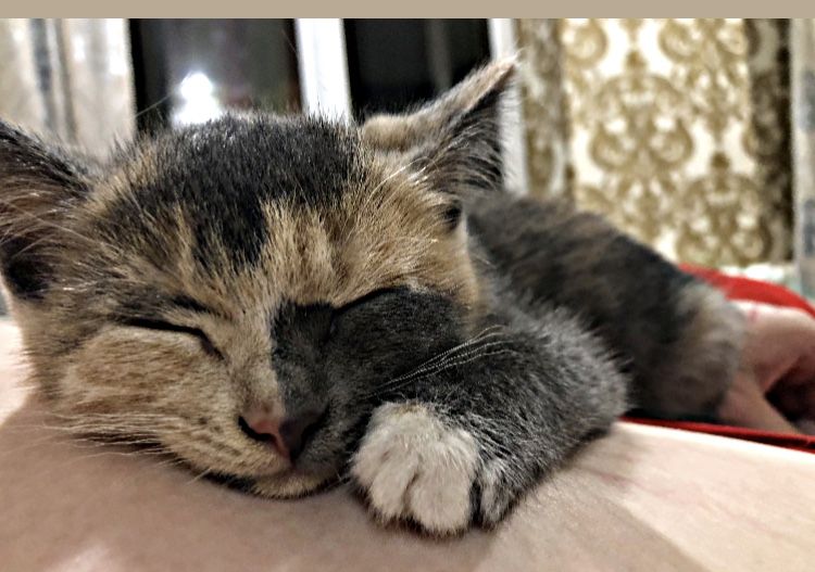 Отдам котенка девочку