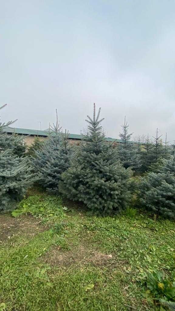 Деревья крупномеры Кедр, Пихта,  Ель, Сосна, Можжевельник ( с комом) .