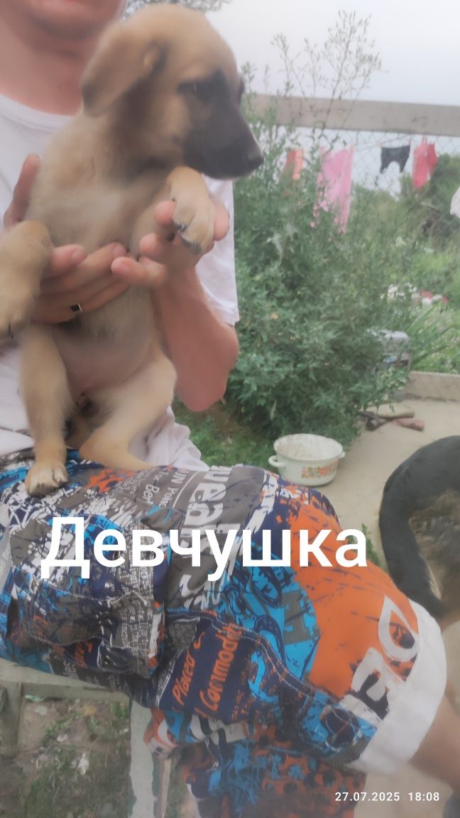 Щенок, щенки. Отдам собачку.
