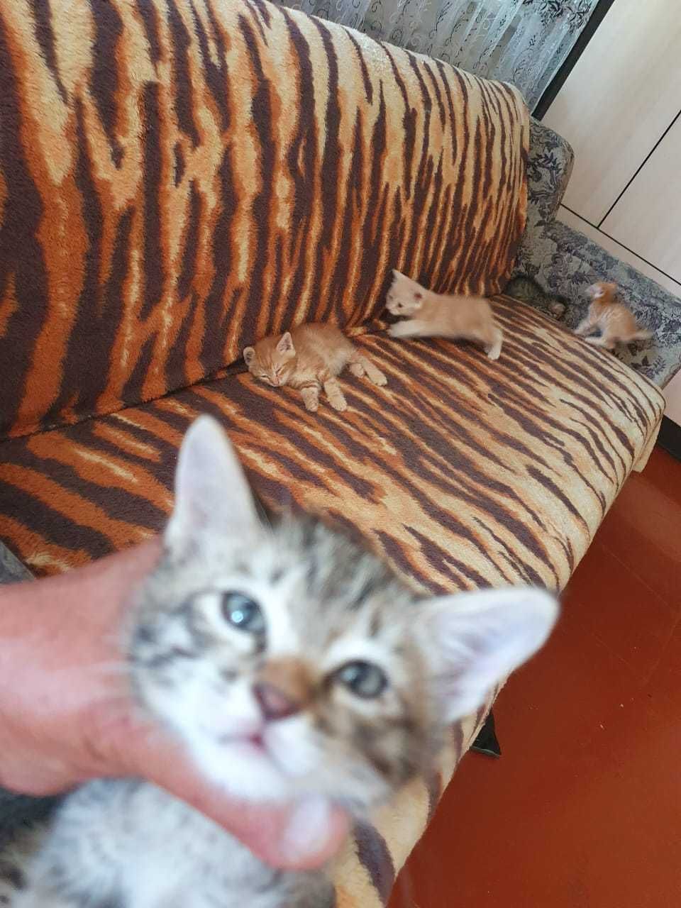 Котята домашние . Бесплатно .