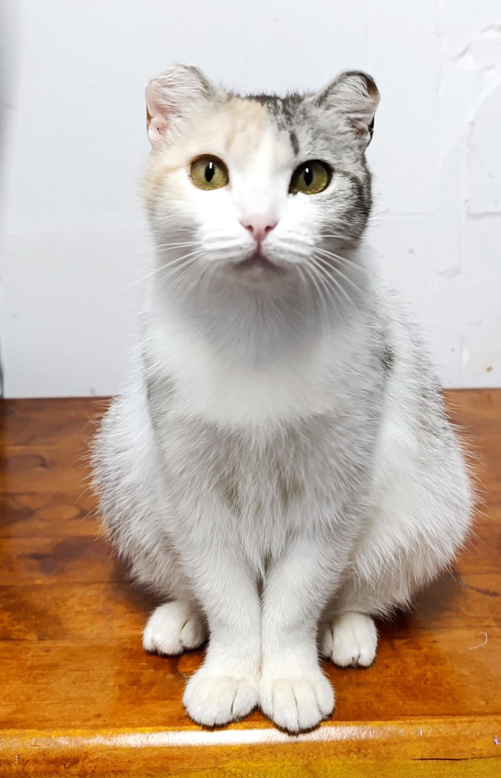 Кошечка. Привита. Стерилизована