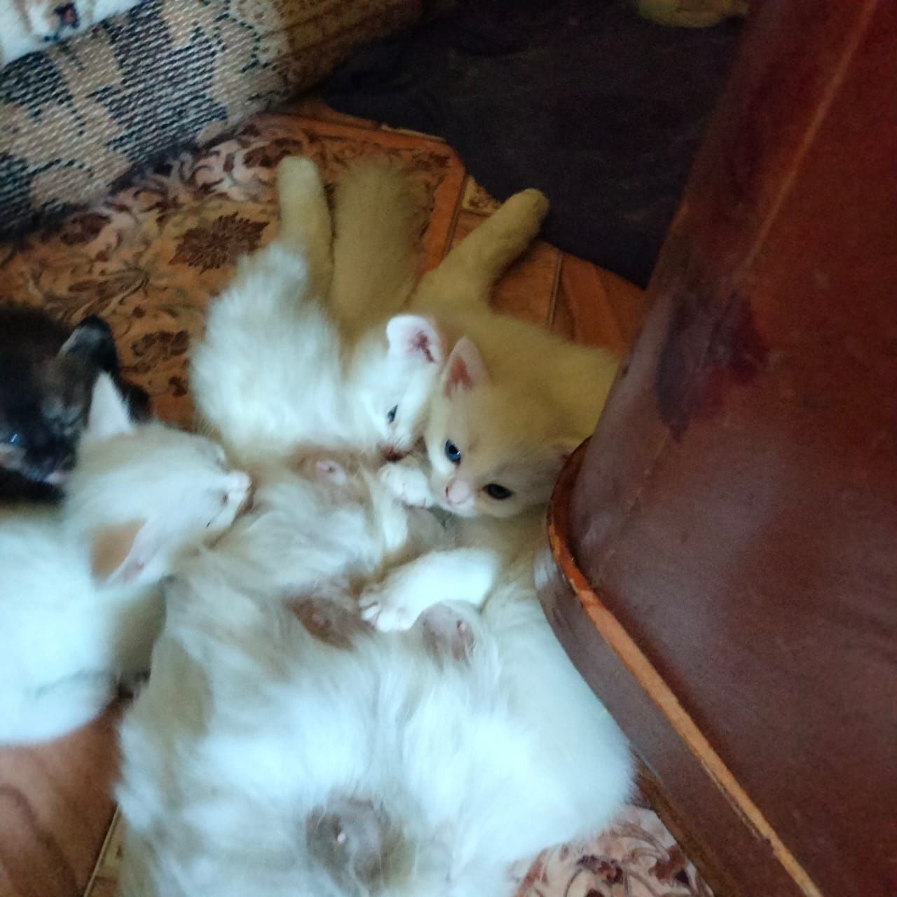 Котята бесплатно
