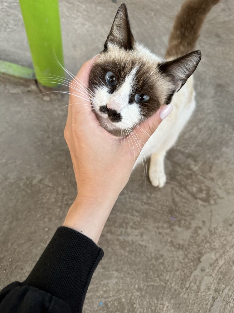 Безумна красивая кошечка