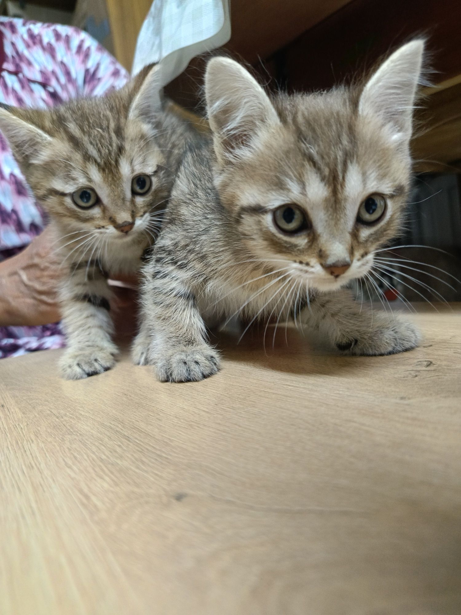 Отдам в хорошие руки кототёнка две девочки