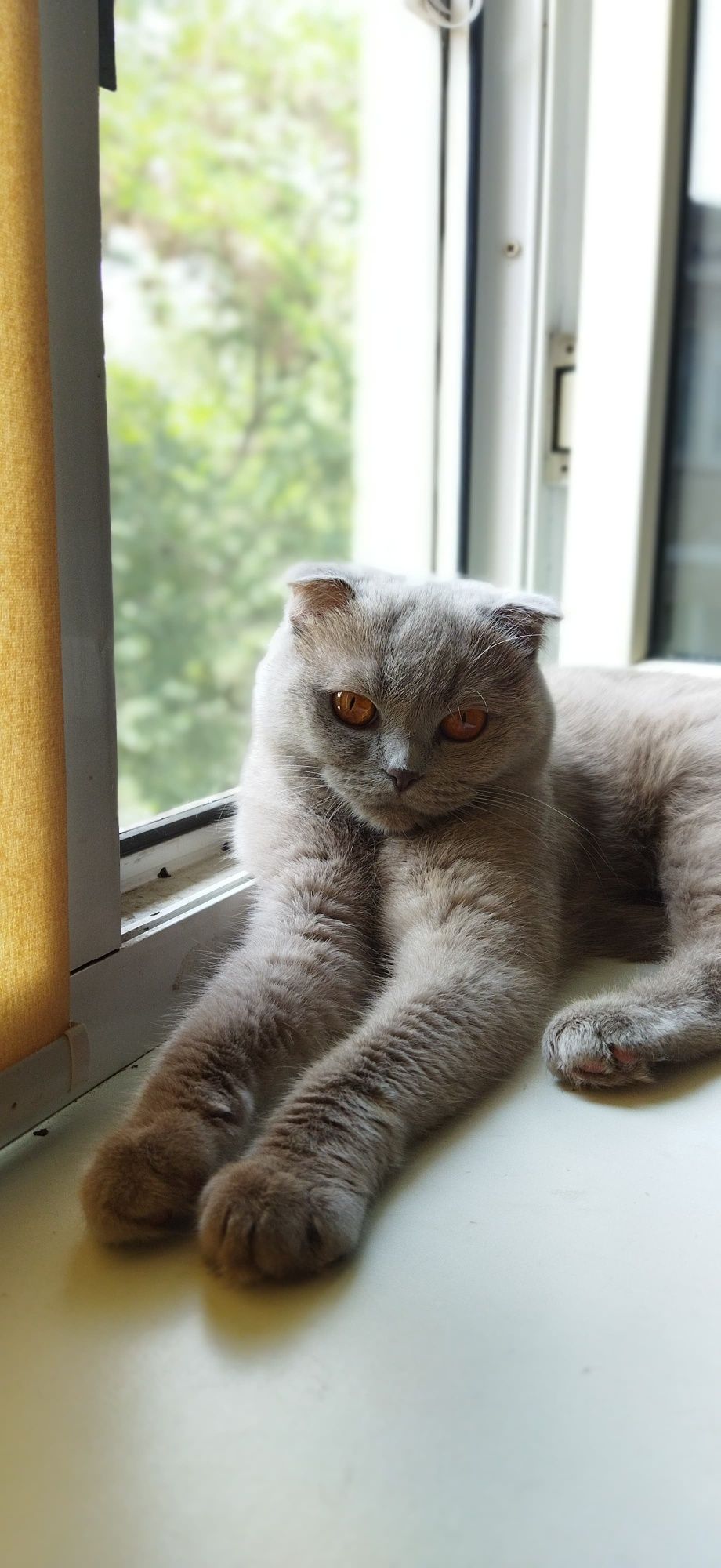 Шотландская вислоухая кошка