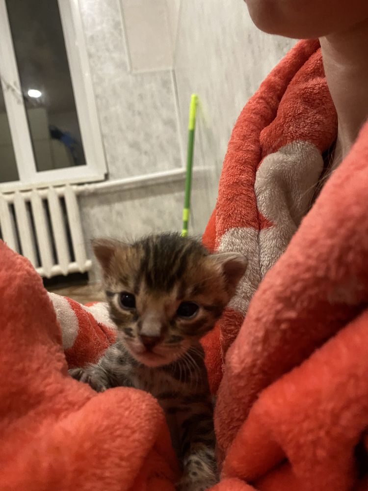 Бенгальские котята