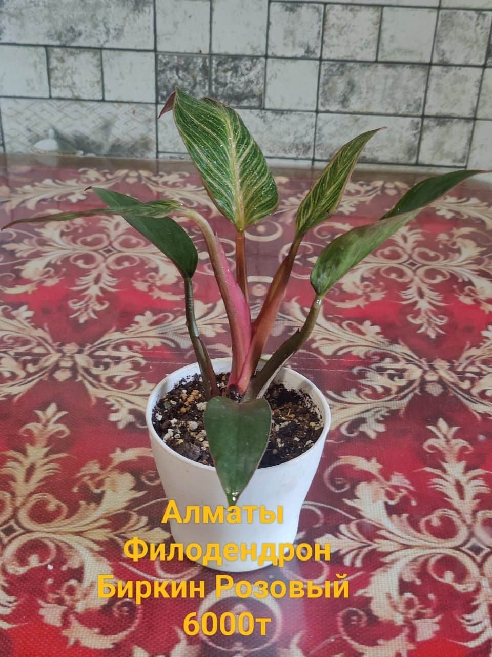 Продам комнотные растения