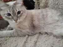 Отдам кота  бесплатно