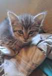 котята в хорошие руки