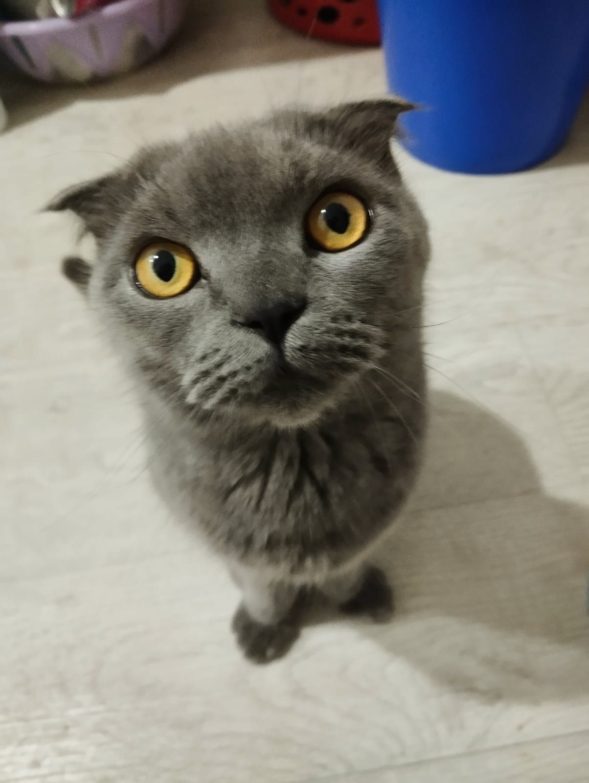 Отдам шотландскую породистую кошку