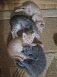 Отдам котят в добрые руки!