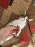 Отдам котенка в добрые руки